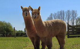 Domaine Ramonjavel, glamping&alpaca's