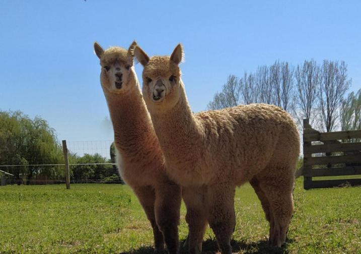 Bed and Breakfast Domaine Ramonjavel, glamping&alpaca's à Fongrave Extérieur photo