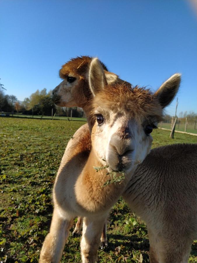 Bed and Breakfast Domaine Ramonjavel, glamping&alpaca's à Fongrave Extérieur photo